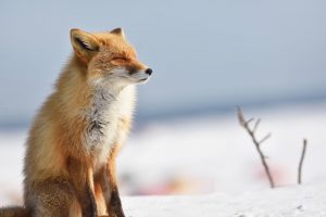 広島_北海道_飛行機のイメージ画像